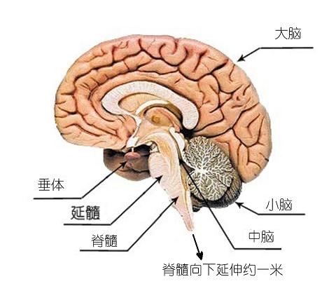 图1.脑组织解剖图
